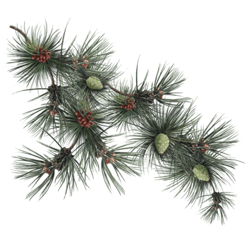 pine tree branch, christmas tree illustration png