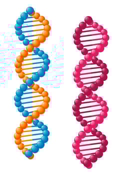 Biological DNA elements vector