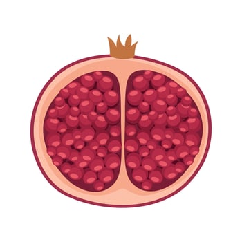 half pomegranate fresh fruit vector