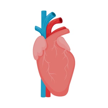 heart human organ vector