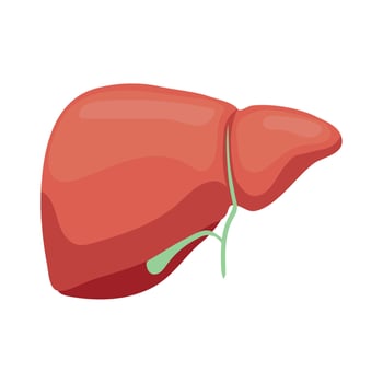 human liver organ vector