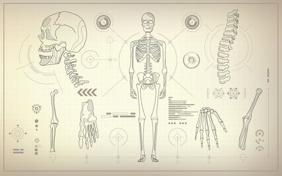 skeleton analysis blueprint vector