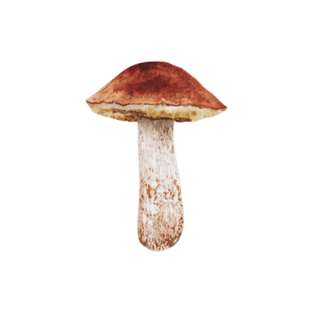 Watercolor forest mushroom png