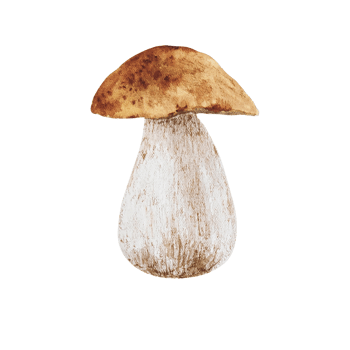 Watercolor forest mushroom png