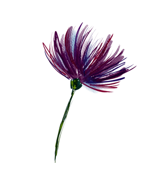 Isolated flower on a transparent background. Watercolor. png