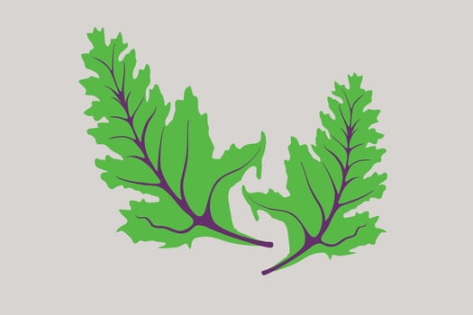 Curly kale, dark green leafy vegetable. Leaf cabbage vector illustration.