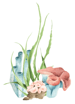 Seaweeds. Underwater ocean plants, sea coral elements. Watercolor illustration. png