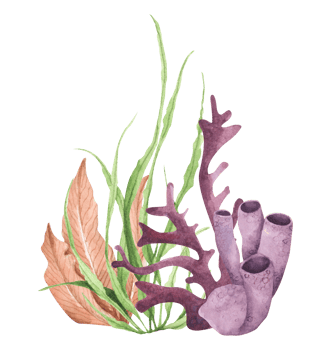 Seaweeds. Underwater ocean plants, sea coral elements. Watercolor illustration. png