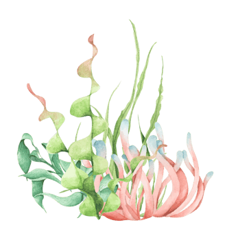 Seaweeds. Underwater ocean plants, sea coral elements. Watercolor illustration. png