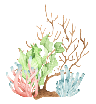 Seaweeds. Underwater ocean plants, sea coral elements. Watercolor illustration. png