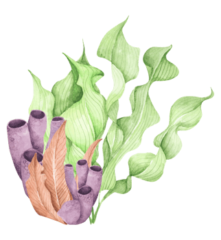 Seaweeds. Underwater ocean plants, sea coral elements. Watercolor illustration. png