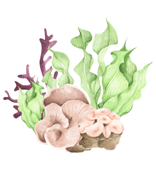 Seaweeds. Underwater ocean plants, sea coral elements. Watercolor illustration. png