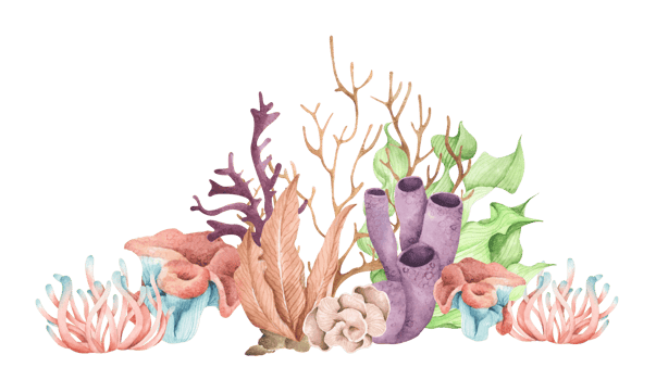 Seaweeds. Underwater ocean plants, sea coral elements. Watercolor illustration. png