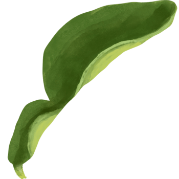 Leaves bergamot watercolour png