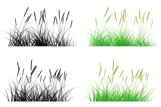 short grass, pampas grass vector