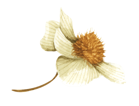Floral. Watercolor illustration. png