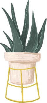 Potted plants bundle, house plants. png