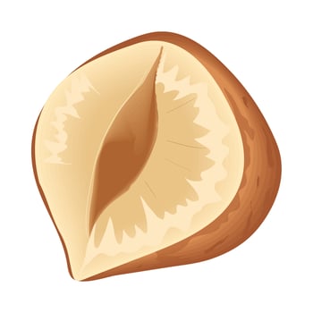 hazelnut icon isolated vector