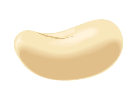 nut fresh icon vector