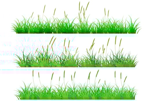 short grass. reeds grass vector
