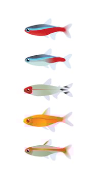 Tetra fish vector design, Cardinal, Neon, Rummy Nose, Ember, Glowlight tetra. Aquarium fish