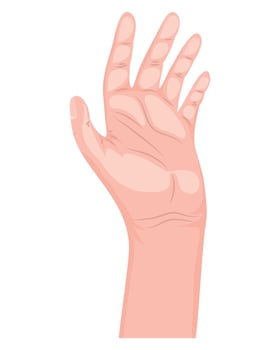 hand human palm vector