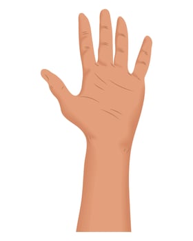 hand human open vector