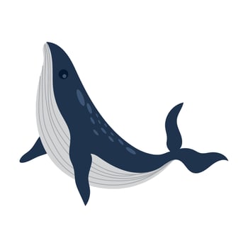 sei whale animal vector