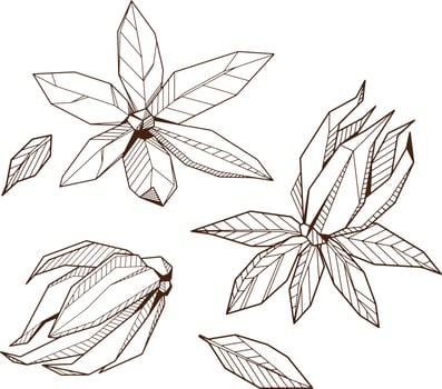 Outlined hand drawind geometrical blossoming flower pack, Ylang-Ilang bud line art, set of isolated symbols, coloring book template. vector