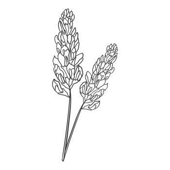 Handdrawn Line Art Floral, Twig, Grass and Leaf png