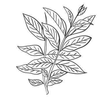Handdrawn Line Art Floral, Twig, Grass and Leaf png
