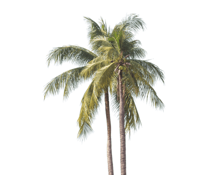 palm tree transparent png