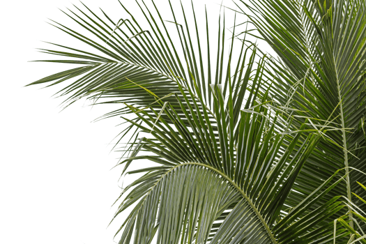 palm leaves transparent png