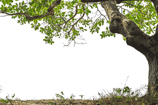 silhouette tree isolated on white background png