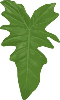 Philodendron Leaf drawings, Green Leaf Isolated Vector, Illustration, Minimalist plant, for printing or home decor. vector