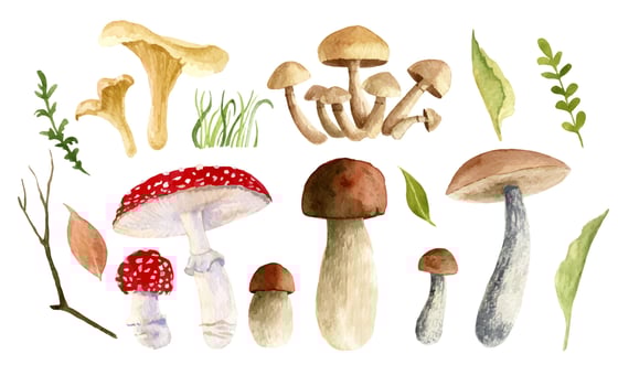 Watercolor big Set with Mushrooms and Forest plants. Hand painted vector botanical illustration of Autumn herbs growing in a Woodland. Drawing on a transparent background