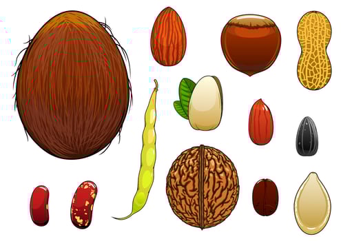 Realistic nuts, seeds and beans in cartoon style vector