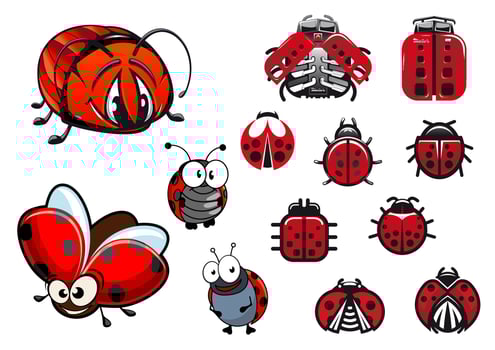 Ladybugs, ladybirds and beetles cartoon insects vector