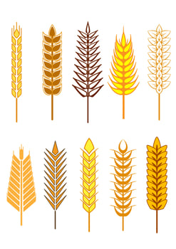 Cereal ears icons set vector
