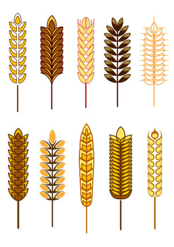 Set of cereal ears vector