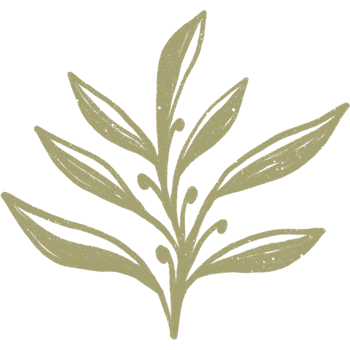 Simple linear plant flower leaf. Hand drawn botanical illustrations png