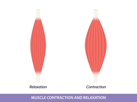 Muscle Contraction and Relaxation illustration vector