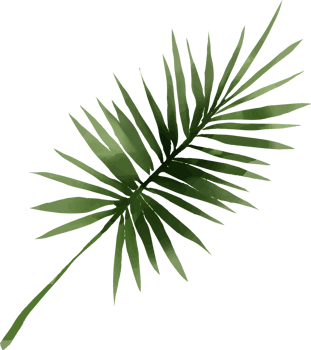 Set of tropical leaf monstera, forest leaves isolated png