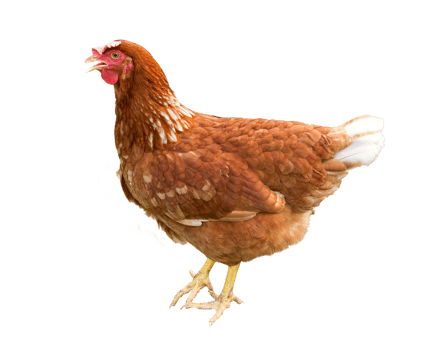 Brown hen isolated on a white background png