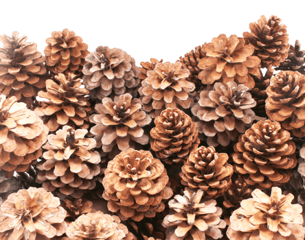 dried pine cones coniferous on transparent background png file