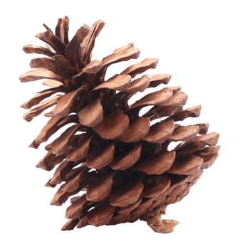 dried pine cones coniferous on transparent background png file