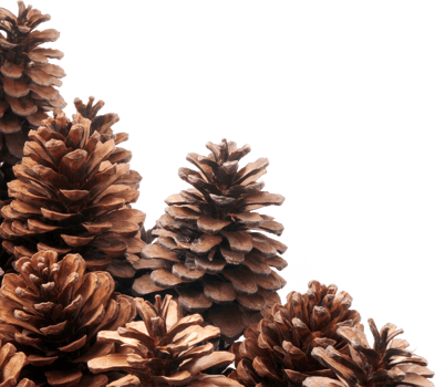 dried pine cones coniferous on transparent background png file
