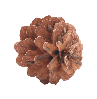 dried pine cones coniferous on transparent background png file