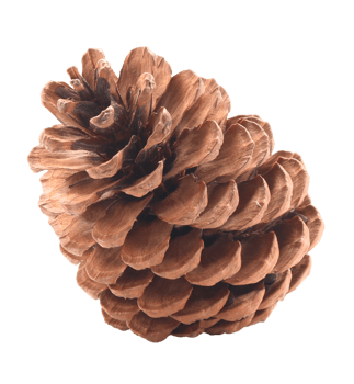 dried pine cones coniferous on transparent background png file