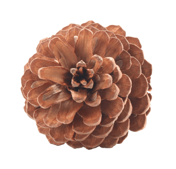 dried pine cones coniferous on transparent background png file